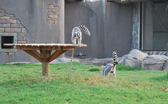 lemur display